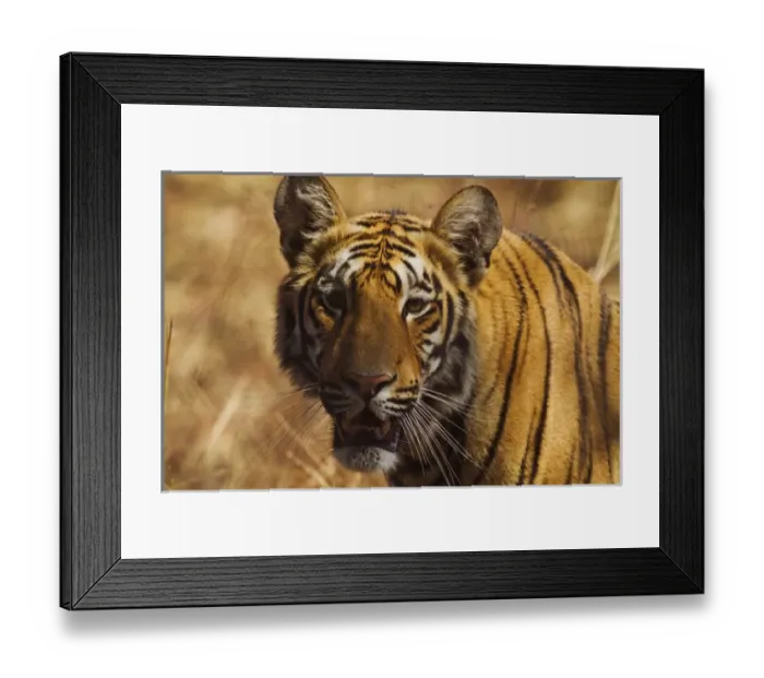 Framed Print : Royal Bengal Tiger, a close up, Tadoba Andheri Tiger Reserve, India Framed Print : Royal Bengal Tiger, a close up, Tadoba Andheri Tiger Reserve, India