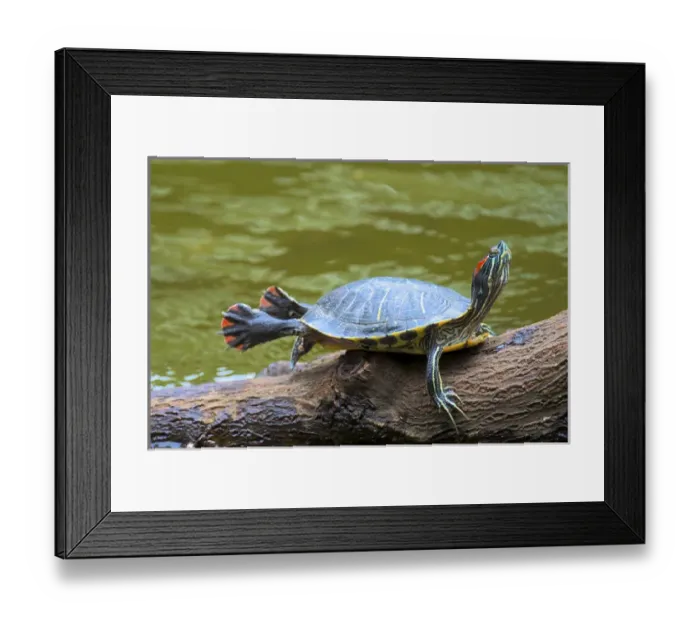 Framed Print : Hong Kong: A painted turtle stretches on a log Framed Print : Hong Kong: A painted turtle stretches on a log