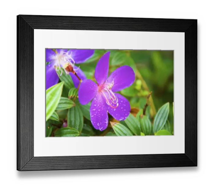 Framed Print : Sai Kung A Princess flower or Glory Bush, (Urvilleana tibouchina) Framed Print : Sai Kung A Princess flower or Glory Bush, (Urvilleana tibouchina)