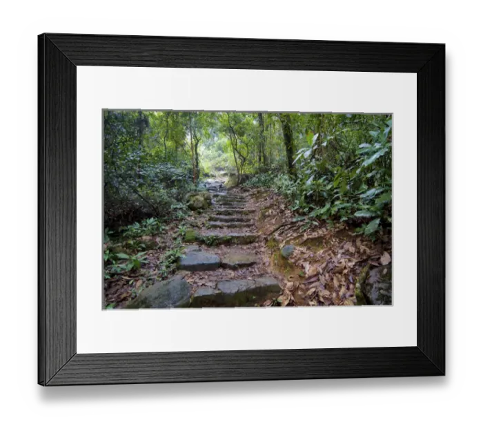 Framed Print : Hong Kong, Tai Po Kau Nature Park: a jungle trail with stone steps leads to a mountain