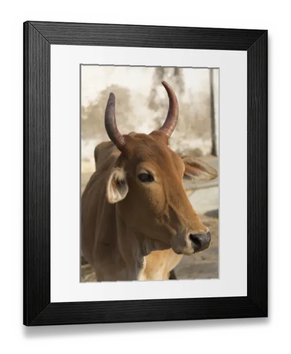 Framed Print : Asia, India, Rajasthan, Udaipur, sacred cow in the street Framed Print : Asia, India, Rajasthan, Udaipur, sacred cow in the street