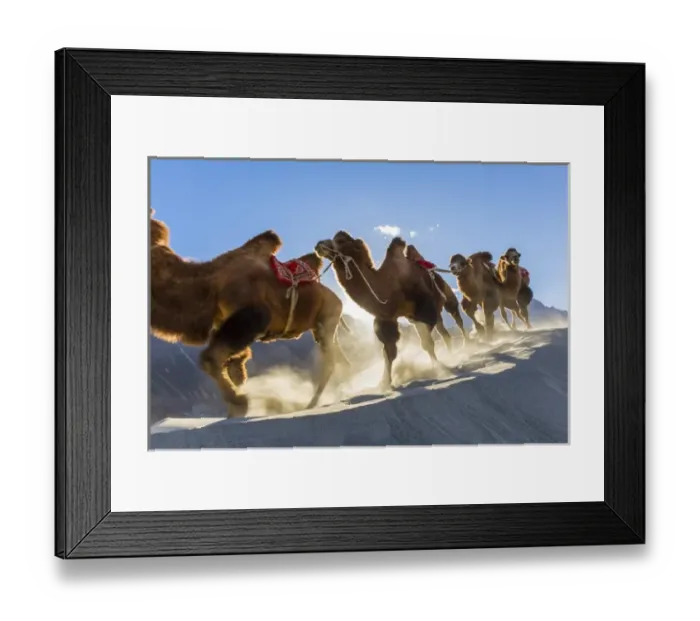 Framed Print : Bactrian or double humped camels (Camelus bactrianus), Nubra Valley, Ladakh, India Framed Print : Bactrian or double humped camels (Camelus bactrianus), Nubra Valley, Ladakh, India