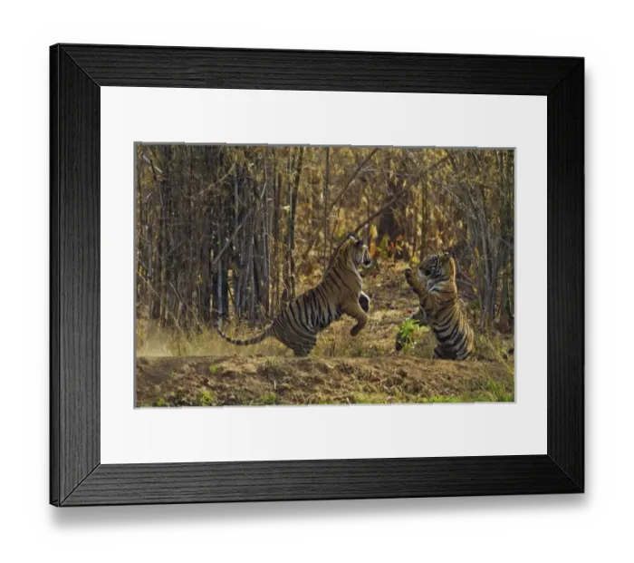 Framed Print : Royal Bengal Tigers, play fighting; Tadoba Andheri Tiger Reserve, India