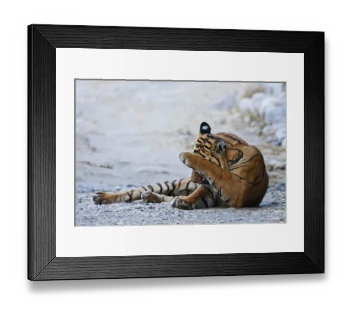 Framed Print : Royal Bengal Tiger (male) on the riverbed of Ramganga river, Corbett National Park Framed Print : Royal Bengal Tiger (male) on the riverbed of Ramganga river, Corbett National Park