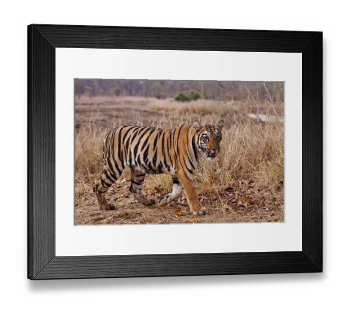 Framed Print : Royal Bengal Tiger, in the summer grassland, Tadoba Andheri Tiger Reserve, India Framed Print : Royal Bengal Tiger, in the summer grassland, Tadoba Andheri Tiger Reserve, India