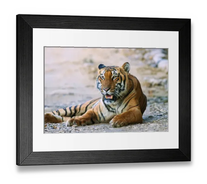 Framed Print : Royal Bengal Tiger (male) on the riverbed of Ramganga river, Corbett National Park Framed Print : Royal Bengal Tiger (male) on the riverbed of Ramganga river, Corbett National Park