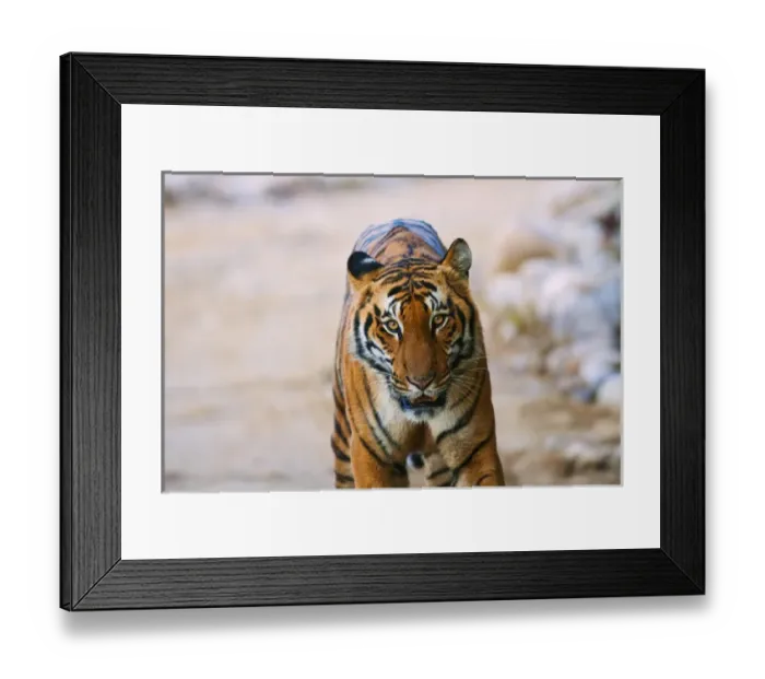 Framed Print : Royal Bengal Tiger (male) on the riverbed of Ramganga river, Corbett National Park Framed Print : Royal Bengal Tiger (male) on the riverbed of Ramganga river, Corbett National Park