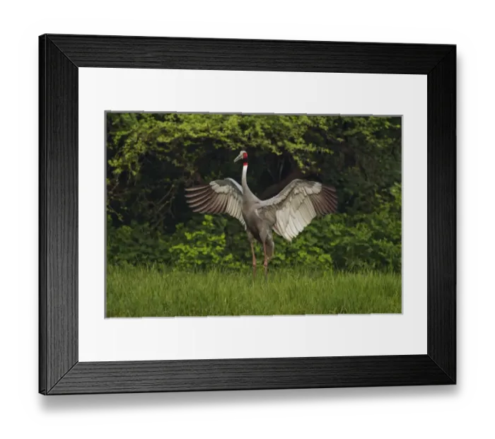 Framed Print : Indian Saras Crane, flapping wings, Keoladeo National Park, India Framed Print : Indian Saras Crane, flapping wings, Keoladeo National Park, India