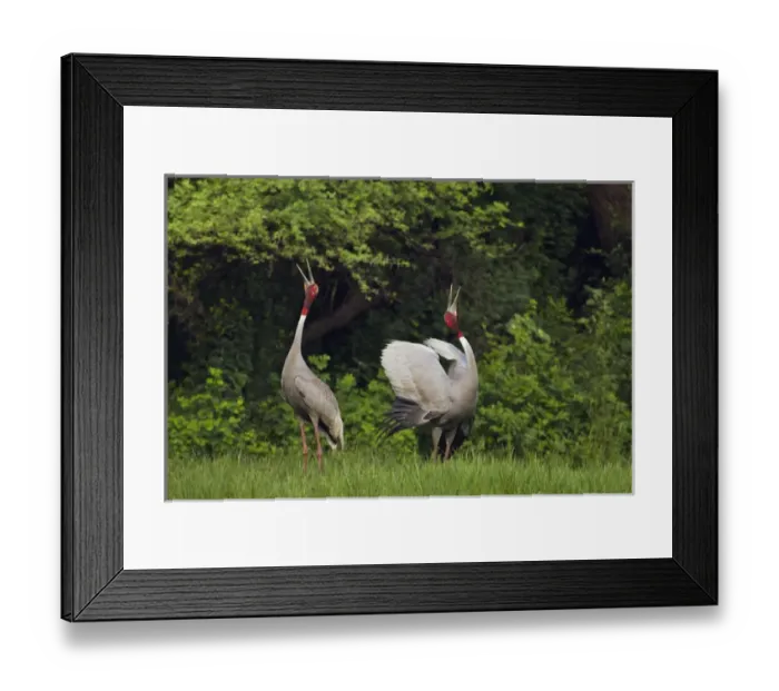 Framed Print : Indian Saras Crane, giving unison call, Keoladeo National Park, India Framed Print : Indian Saras Crane, giving unison call, Keoladeo National Park, India
