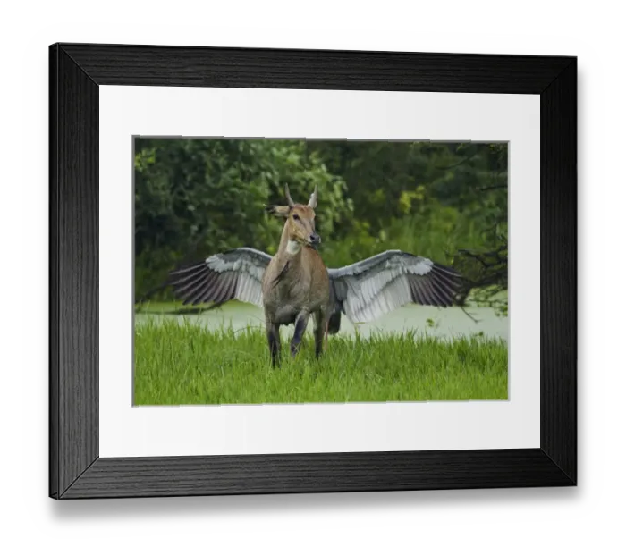 Framed Print : Pegasus, the flying horse, actually an Indian Saras Crane chasing away the Bluebull