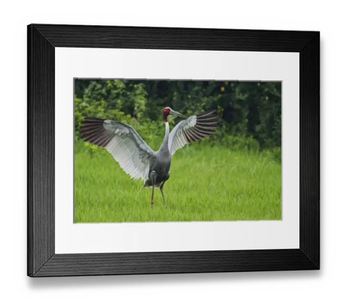 Framed Print : Indian Saras Crane, stretching wings, Keoladeo National Park, India Framed Print : Indian Saras Crane, stretching wings, Keoladeo National Park, India