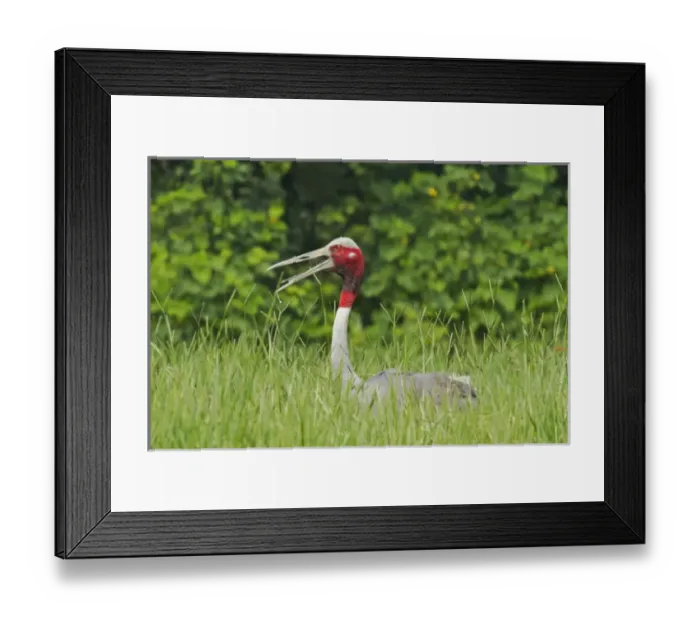 Framed Print : Indian Saras Crane at the nest, Keoladeo National Park, India
