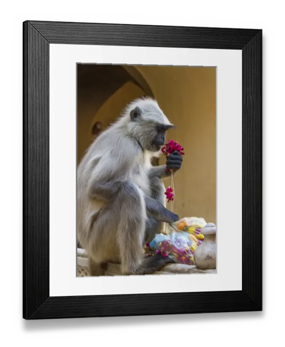Framed Print : Monkey. Amber Fort. Jaipur. Rajasthan. India Framed Print : Monkey. Amber Fort. Jaipur. Rajasthan. India