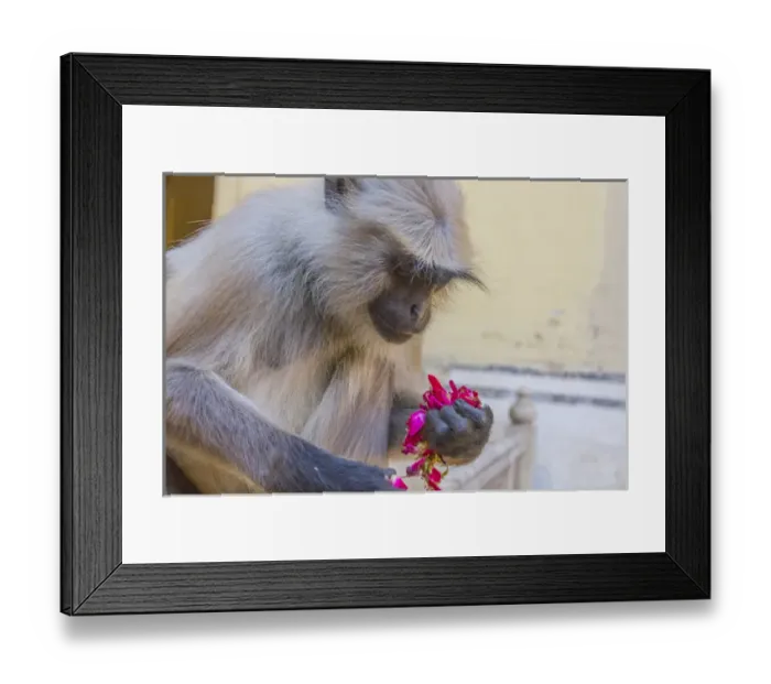 Framed Print : Monkey. Amber Fort. Jaipur. Rajasthan. India