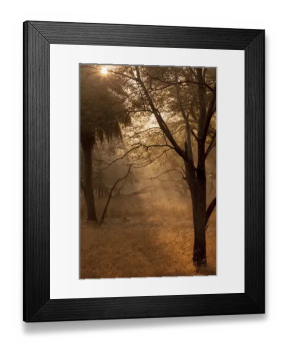 Framed Print : Sunrise. Ranthambore National Park, Sawai Madhopur. Rajasthan. India Framed Print : Sunrise. Ranthambore National Park, Sawai Madhopur. Rajasthan. India