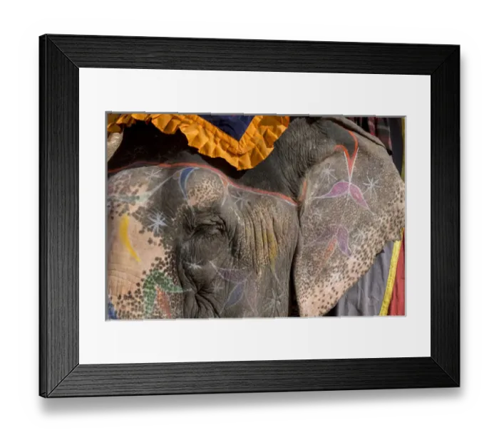Framed Print : Elephants. Amber Fort. Jaipur. Rajasthan. India Framed Print : Elephants. Amber Fort. Jaipur. Rajasthan. India