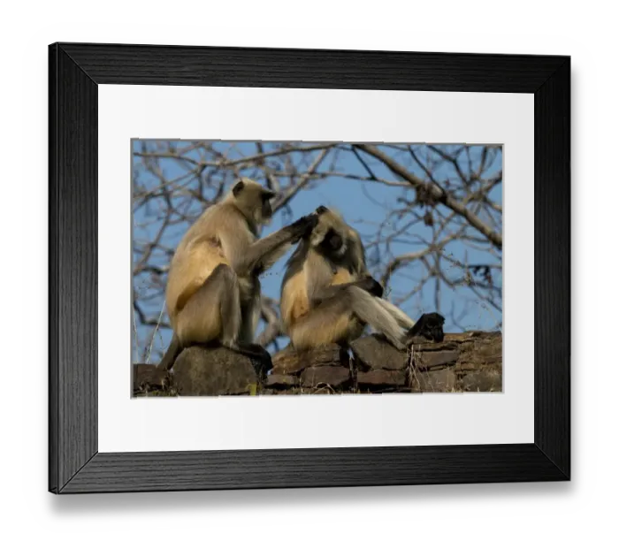 Framed Print : Monkeys. Ranthambore National Park, Sawai Madhopur. Rajasthan. India Framed Print : Monkeys. Ranthambore National Park, Sawai Madhopur. Rajasthan. India