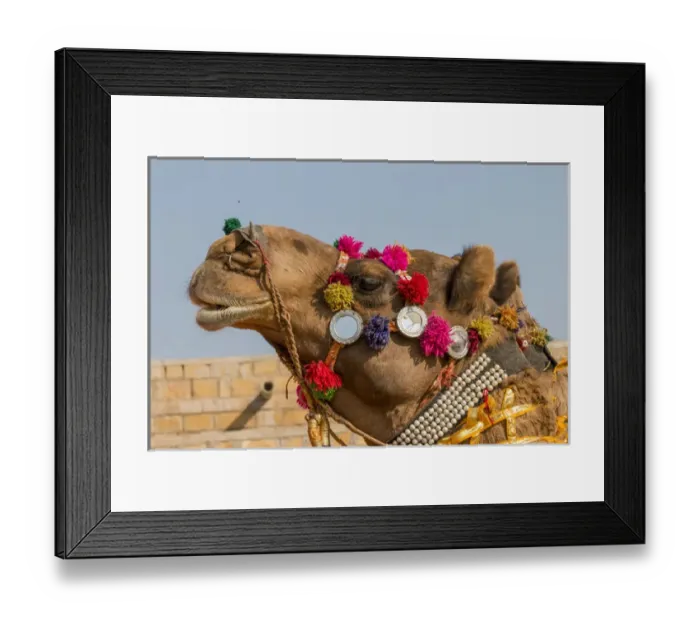 Framed Print : Military on decorated camels. Festival parade. Desert festival. Jaisalmer. Rajasthan