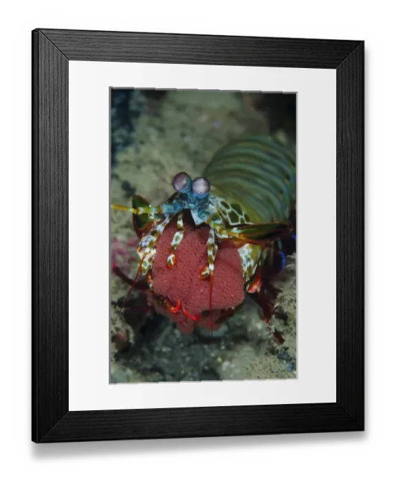 Framed Print : Indonesia, Lembeh Strait, Sulawesi. Mantis shrimp carrying eggs in mouth. Credit as