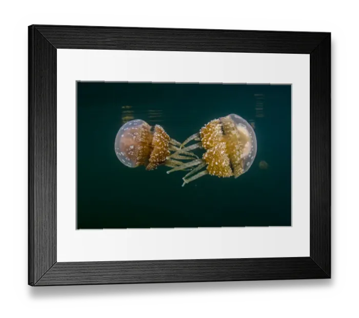Framed Print : Indonesia, West Papua, Raja Ampat. Tomolol jellyfish float in lake