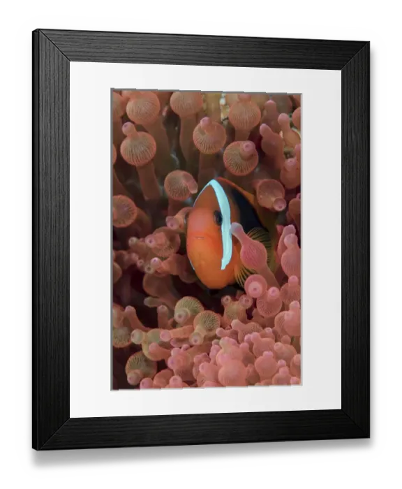 Framed Print : Indonesia, West Papua, Raja Ampat. Clown fish among anemones