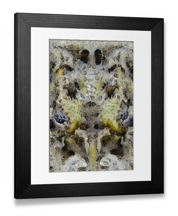 Framed Print : Indonesia, West Papua, Cenderawasih Bay. Close-up of crocodilefish Framed Print : Indonesia, West Papua, Cenderawasih Bay. Close-up of crocodilefish