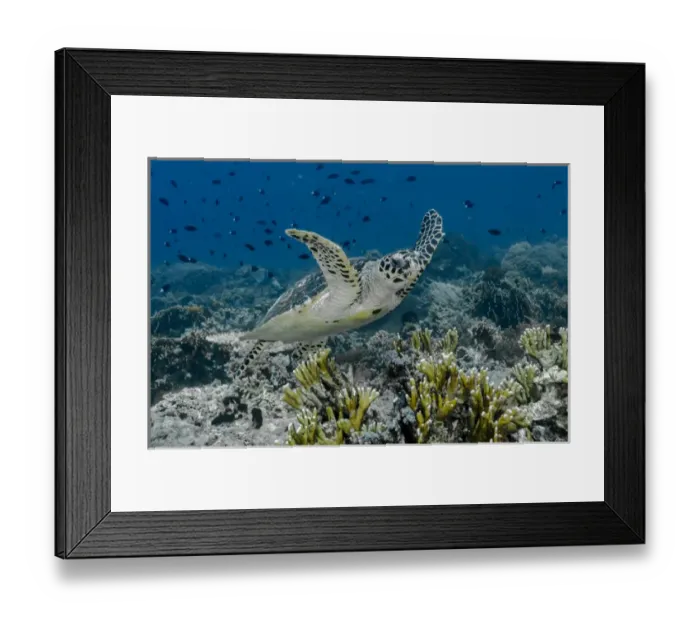 Framed Print : Indonesia, Komodo National Park, Tatawa Besar. Close-up of hawksbill sea turtle. Credit as Framed Print : Indonesia, Komodo National Park, Tatawa Besar. Close-up of hawksbill sea turtle. Credit as