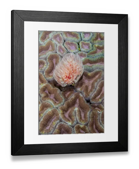 Framed Print : Indonesia, West Papua, Raja Ampat. Feather duster worm on coral Framed Print : Indonesia, West Papua, Raja Ampat. Feather duster worm on coral