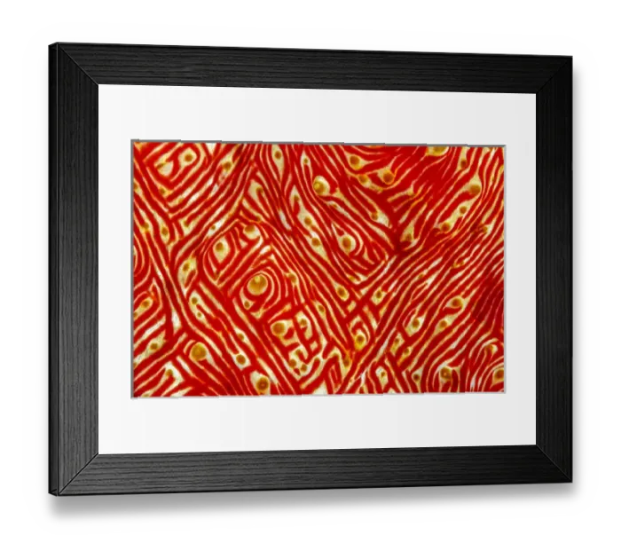 Framed Print : Indonesia, West Papua, Raja Ampat. Close-up of sea cucumber Framed Print : Indonesia, West Papua, Raja Ampat. Close-up of sea cucumber