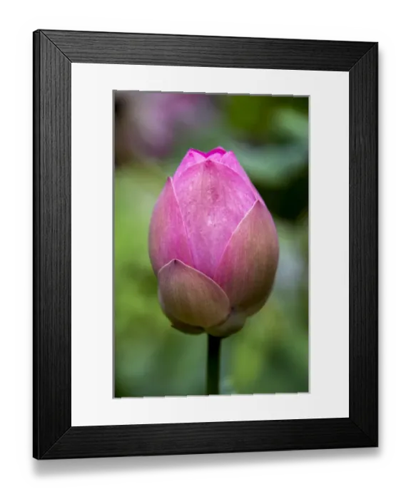 Framed Print : Indonesia, Bali. Close-up of lotus flower bud Framed Print : Indonesia, Bali. Close-up of lotus flower bud