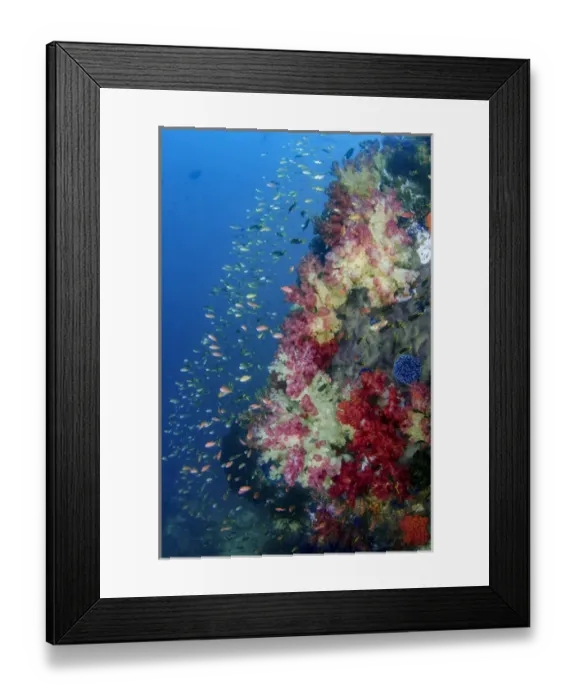 Framed Print : Indonesia, West Papua, Triton Bay. Coral reef scenic Framed Print : Indonesia, West Papua, Triton Bay. Coral reef scenic