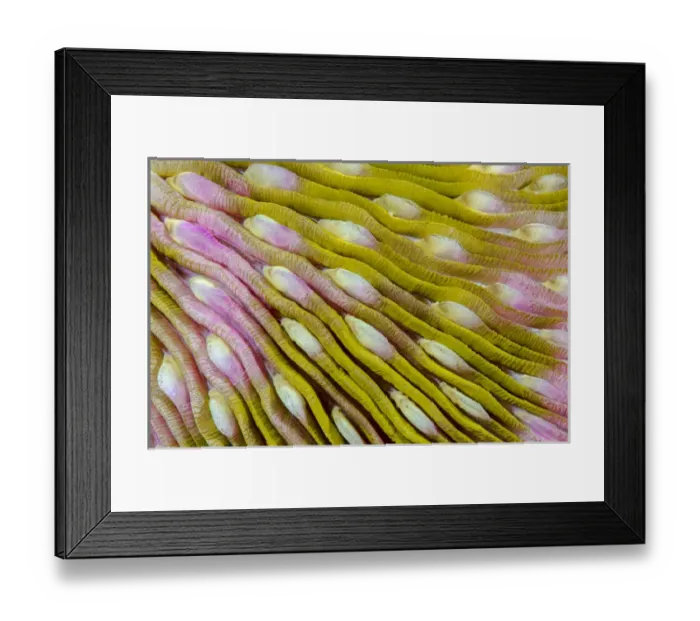 Framed Print : Indonesia, West Papua, Raja Ampat. Close-up of hard coral Framed Print : Indonesia, West Papua, Raja Ampat. Close-up of hard coral