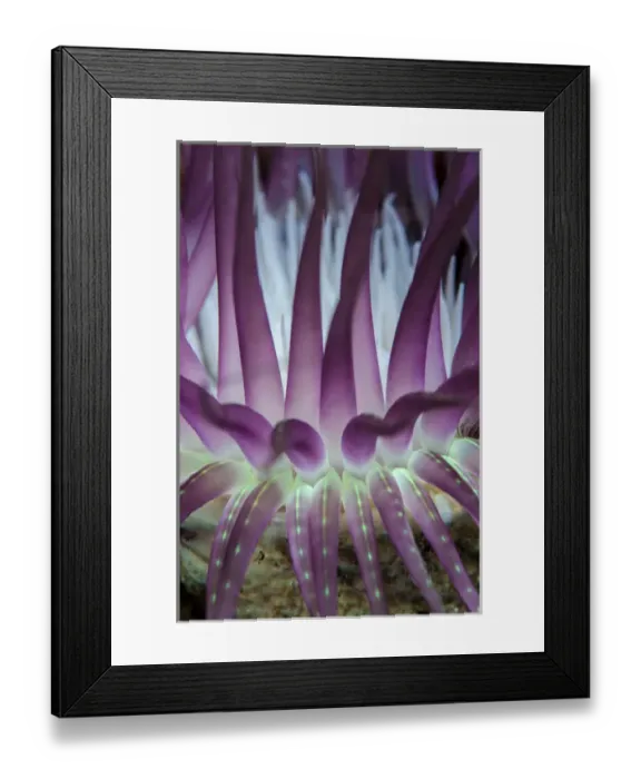 Framed Print : Indonesia, West Papua, Raja Ampat. Close-up of sea anemone