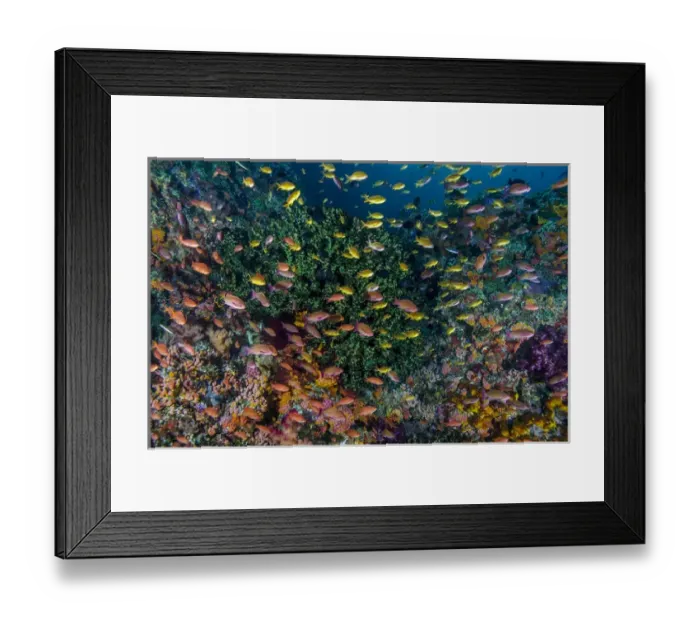 Framed Print : Indonesia, West Papua, Raja Ampat. Anthia fish and coral reef Framed Print : Indonesia, West Papua, Raja Ampat. Anthia fish and coral reef
