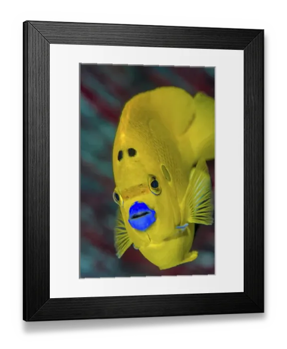 Framed Print : Indonesia, West Papua, Raja Ampat. Close-up of angelfish Framed Print : Indonesia, West Papua, Raja Ampat. Close-up of angelfish