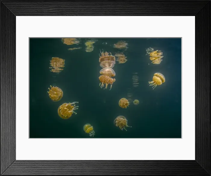 Framed Print : Indonesia, West Papua, Raja Ampat. Tomolol jellyfish float in lake