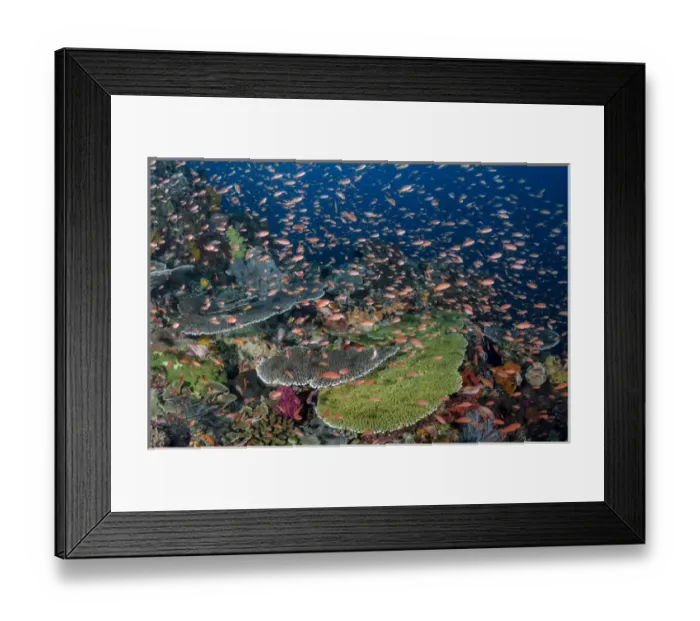 Framed Print : Indonesia, Alor Island. Coral reef scenic Framed Print : Indonesia, Alor Island. Coral reef scenic
