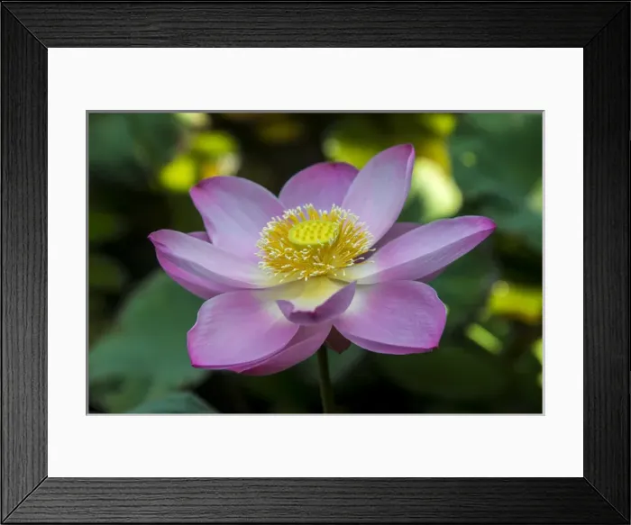 Framed Print : Indonesia, Bali. Close-up of opened lotus flower Framed Print : Indonesia, Bali. Close-up of opened lotus flower