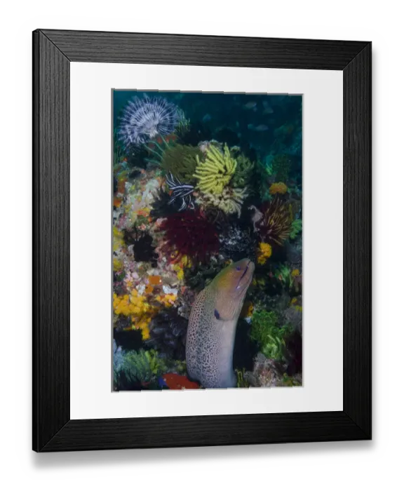 Framed Print : Indonesia, Bima Bay. Moray eel and coral
