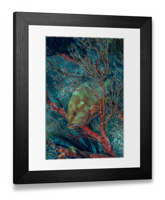 Framed Print : Indonesia, West Papua, Raja Ampat. Credit as: Jones & Shimlock  /  Jaynes Gallery  /  DanitaDelimont