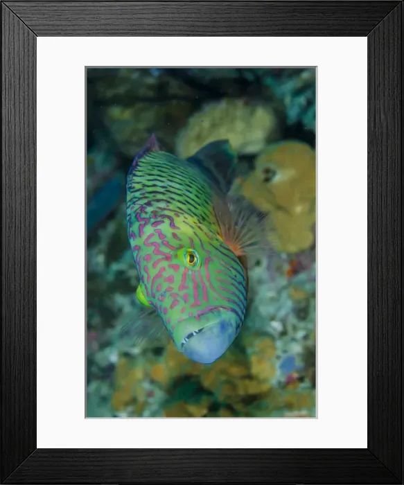 Framed Print : Indonesia, Bima Bay. Close-up of wrasse fish Framed Print : Indonesia, Bima Bay. Close-up of wrasse fish