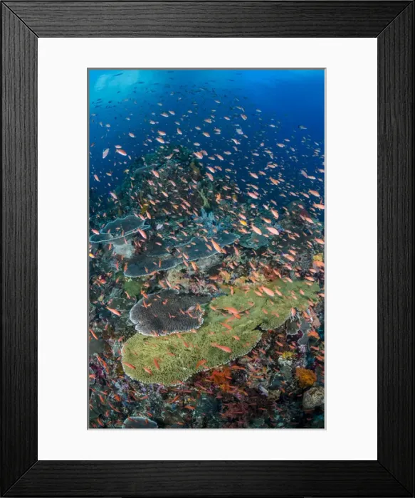 Framed Print : Indonesia, Alor Island. Coral reef scenic Framed Print : Indonesia, Alor Island. Coral reef scenic
