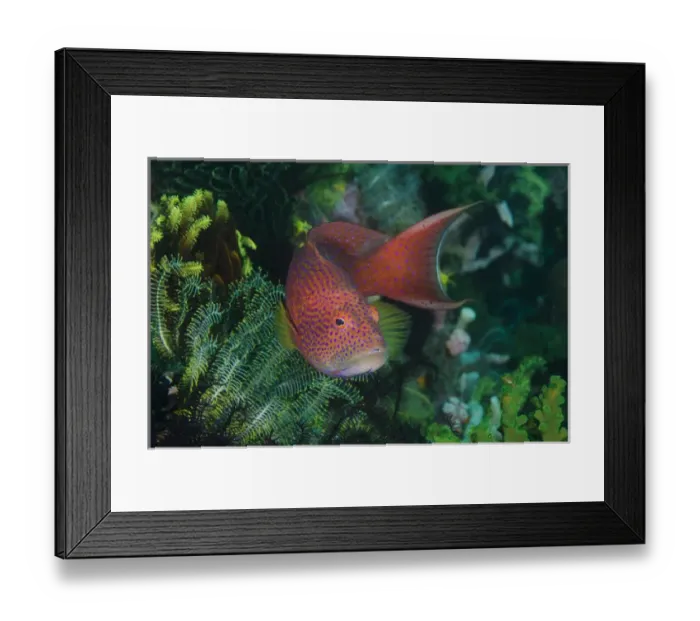 Framed Print : Indonesia, Bima Bay. Close-up of coral trout Framed Print : Indonesia, Bima Bay. Close-up of coral trout