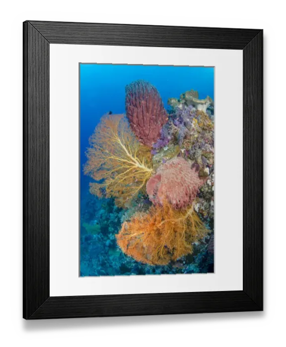 Framed Print : Indonesia, Forgotten Islands. Coral reef scenic Framed Print : Indonesia, Forgotten Islands. Coral reef scenic