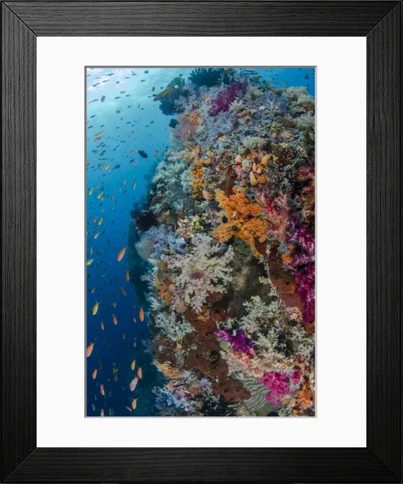 Framed Print : Indonesia, West Papua, Raja Ampat. Fish and coral reef