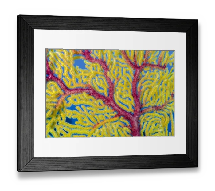 Framed Print : Indonesia, Forgotten Islands. Close-up of soft coral