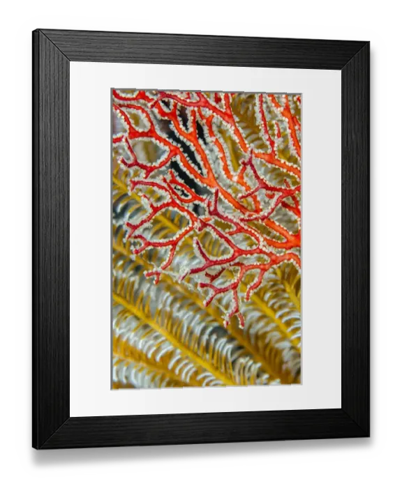 Framed Print : Indonesia, West Papua, Raja Ampat. Crinoids and sea fan Framed Print : Indonesia, West Papua, Raja Ampat. Crinoids and sea fan