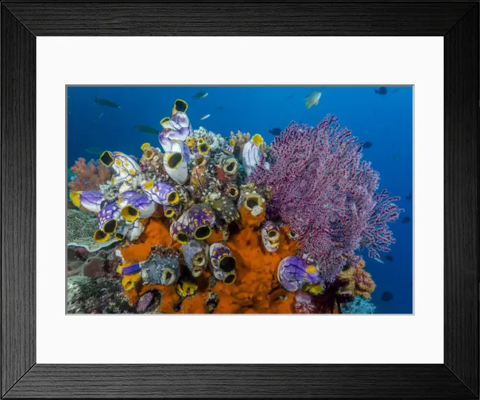 Framed Print : Indonesia, West Papua, Raja Ampat. Coral reef and fish Framed Print : Indonesia, West Papua, Raja Ampat. Coral reef and fish