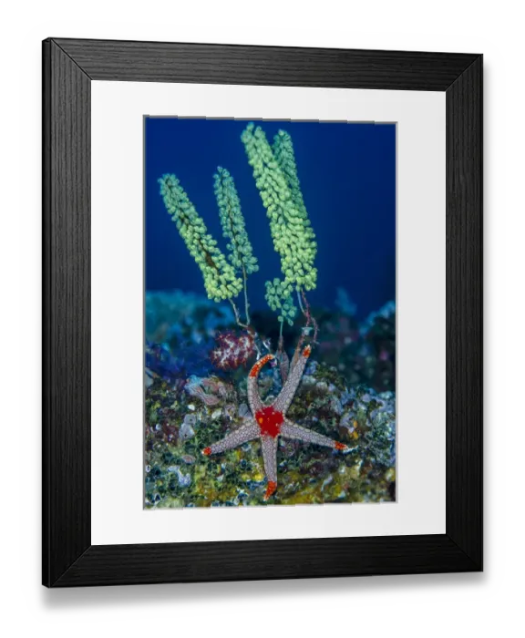 Framed Print : Indonesia, West Papua, Raja Ampat. Sea star and tunicate Framed Print : Indonesia, West Papua, Raja Ampat. Sea star and tunicate