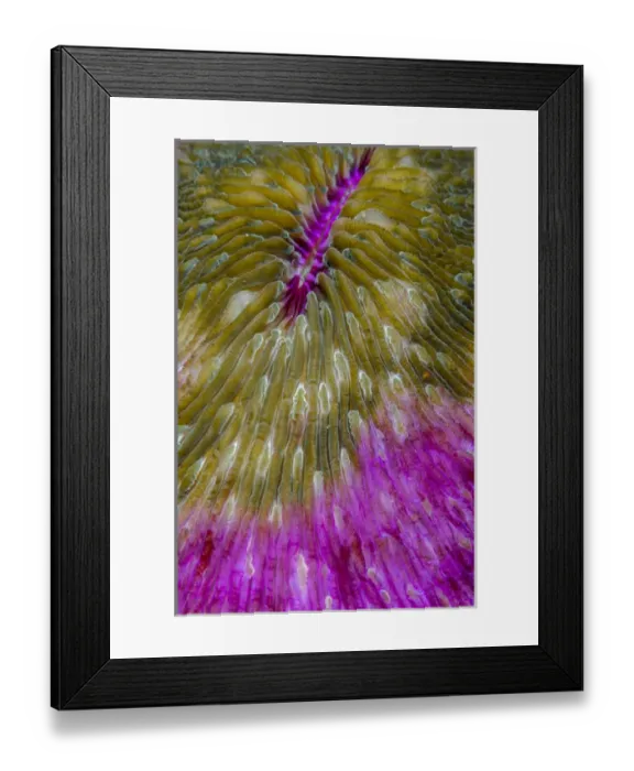 Framed Print : Indonesia, Alor Island, Bacatan Wall. Close-up of hard coral Framed Print : Indonesia, Alor Island, Bacatan Wall. Close-up of hard coral